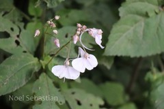 Impatiens maculata